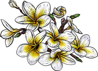 Wall Mural - Tropical Plumeria Frangipani Bali Flower Woodcut