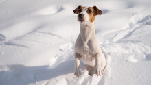 Jack Russell Terrier Dog In The Snow In Winter. 