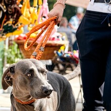 Closeup Of A Grey Blue Lacy Dog, Canis Lupus Familiaris With An Orange Rope Walking Outdoors