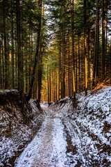 Canvas Print - Vertical shot of a snowy path in the forest on a sunny winter day.