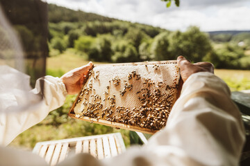 Beekeeper holding a honeycomb over the hive