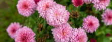 Summer Pink Chrysanthemums