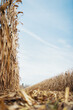 Corn field already partially harvested, background, wallpaper, sunny