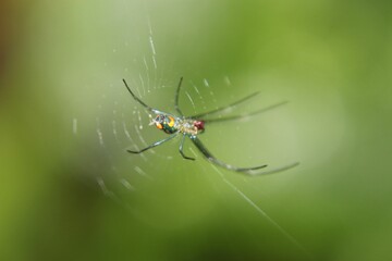 Beautiful closeup of a spider in a net