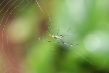 Beautiful closeup of a spider in a net