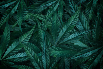 Leaves of marijuana, cannabis on a dark background, plant background, cultivation in for the production of CBD