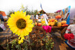 © Светлана Лазаренко - Yellow large sunflower on the background of a blurred agricultural fair.