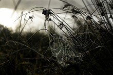 Spider Web In Close-up With Morning Dew, Black And White Photo