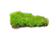 Green moss isolated on transparent png