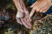 Man Touching Anemone In Water