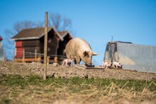 American Yorkshire Pig Mother With Its Piglets On The Farm, Sunlit Grass, Farm And Sky Background