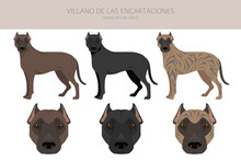 Villano De Las Encartaciones Clipart. All Coat Colors Set.  All Dog Breeds Characteristics Infographic