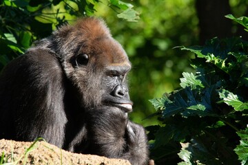 Wall Mural - Closeup shot of a gorilla in a thinker pose