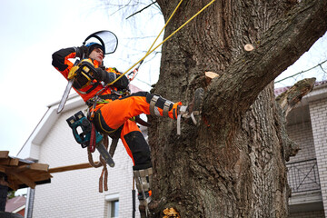 Poster - Tree surgeon. Working with a chainsaw. Sawing wood with a chainsaw.