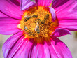 Group of bees on a pink dahlia flower blossom
