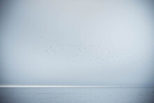 Seagulls In The Cloudy Gray Sky Over The Sea. Horizon Line On The Seascape.