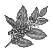 Vintage coffee plant hand-drawn illustration