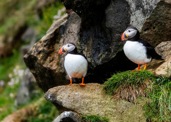 Wall Mural - Puffins