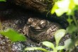Closeup of toad near wood