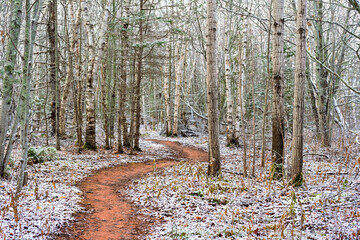 Wall Mural - Light snowfall in a decidous forest.