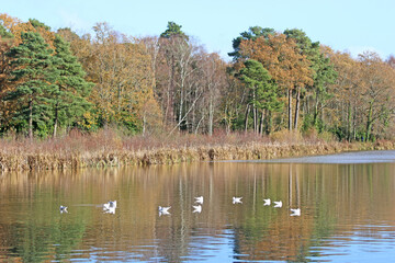 Poster - Reflections in Stover country park, Devon, in Autumn	