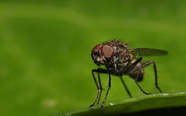 Poster - Macro shot of a fly settled on a plant leaf with blur green background