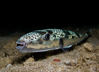 Silver - cheeked toadfish - Lagocephalus sceleratus from Cyprus 