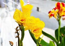 Closeup Shot Of Blooming Yellow Canna Lilies With Red Spots In A Garden