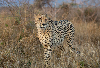 Poster - Cheetah in the bush in South Africa