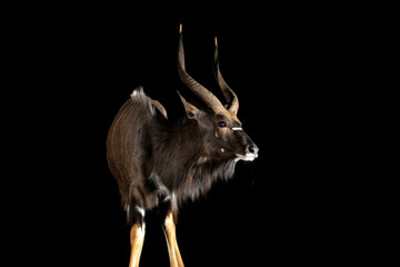 Poster - Nyala at a water hole in South Africa