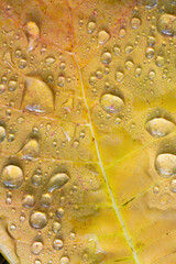 Wall Mural - Background and texture of a yellow leaf on which there are many drops of water.