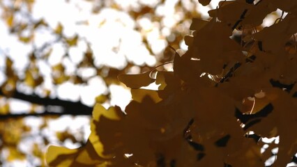 Wall Mural - close up of a ginkgo biloba tree branch with yellow foliage swaying in the wind as the sun shines th