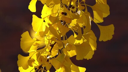 Wall Mural - nature closeup of a yellow leave branch of a ginkgo biloba tree swaying in the breeze on a sunny aut