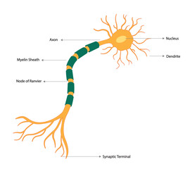 Neuron anatomy strucutres illutration. Multipolar neuron