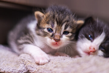 Cute little baby kitten on fur white blanket. Two weeks old baby cat on her blanket looks curious into the camera. The first exploration of a new born kitten. Street cat mixture breed adopted mother 