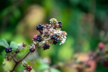 Closeup Shot Of Unripe Blackberries On A Shrub