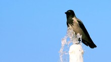Cute Crow Sitting On A Fountain And Drinking Water. Like All Corvid Birds, Rooks Smart And Display Obvious Problem-solving Abilities. Wildlife Can Live Or Thrive In Urban Environments
