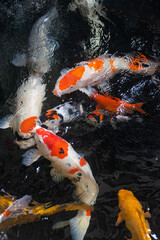 Wall Mural - koi fish swimming in a clear pond
