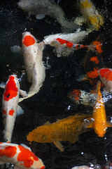 Wall Mural - koi fish swimming in a clear pond
