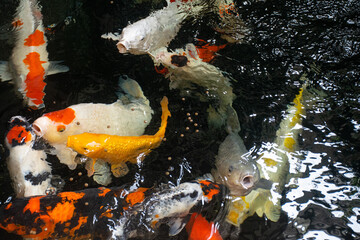 Wall Mural - koi fish swimming in a clear pond