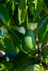 Wall Mural - Ripe green hass avocadoes hanging on tree ready to harvest, avocado plantation on Cyprus