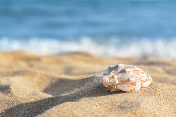 Poster - Beautiful seashell on sandy beach near sea, closeup. Space for text