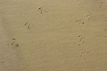 Seagull Paw Prints In The Sand Of Necochea Argentina