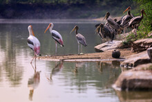 A Group Of Painted Stork Birds