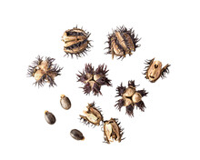 Castor Oil Seeds Isolated On Transparent Png