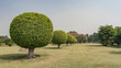 Spherical trimmed trees grow in a row on a green park lawn. Round shadows on the ground.  Blue sky. India. Delhi
