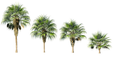 Wall Mural - Beautiful 3D of canary palm Trees Isolated on PNGs transparent background , Use for visualization in architectural design or garden