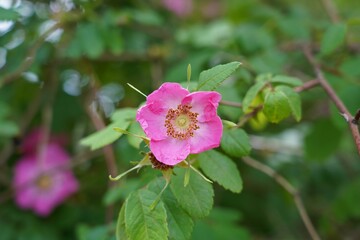 Wall Mural - Selective focus of pink Alpine Rose flowers