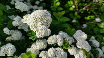 Wall Mural - Closeup of Black garlic (Allium nigrum ) plant with white flowers