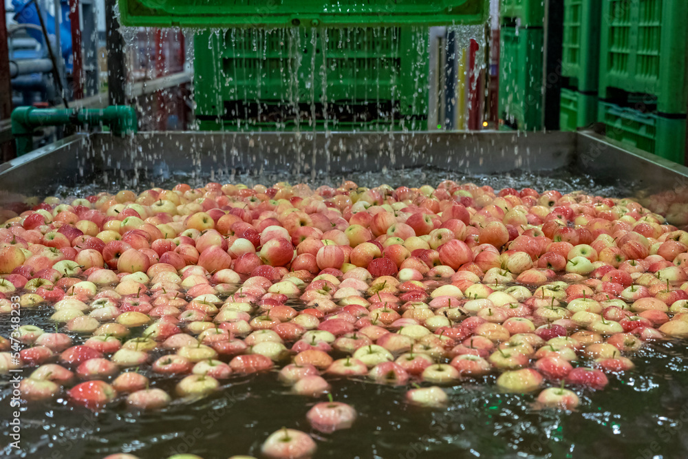 Postharvest Apple Processing Plant. Fresh Apples Floating and Being ...